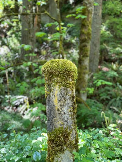 Moss-covered concrete post in a lush forest setting.
