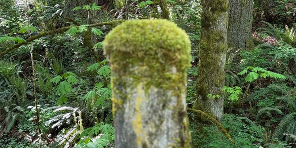 Moss-covered stone post in a lush green forest.