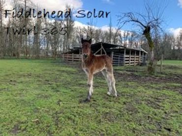 Dales pony Fiddlehead Solar Twirl 365