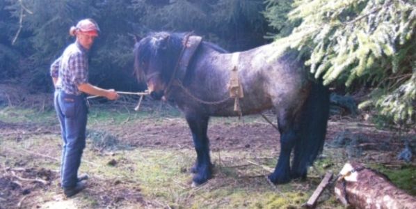Dales pony doing logging work