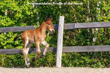 Dales pony colt Downeastdales Prince of the North