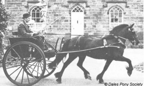Dales pony driving a cart