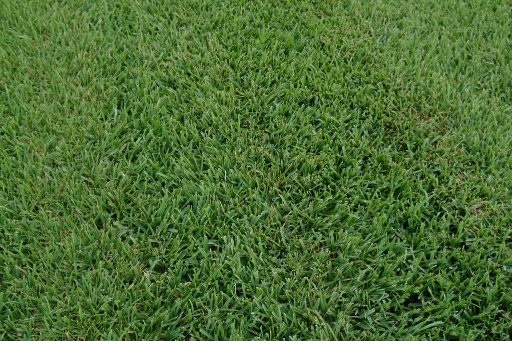 raleigh st. augustine grass