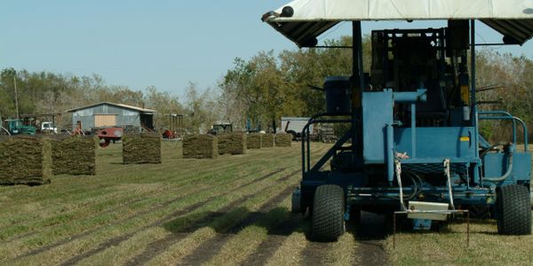 sod harvester with pallets of grass