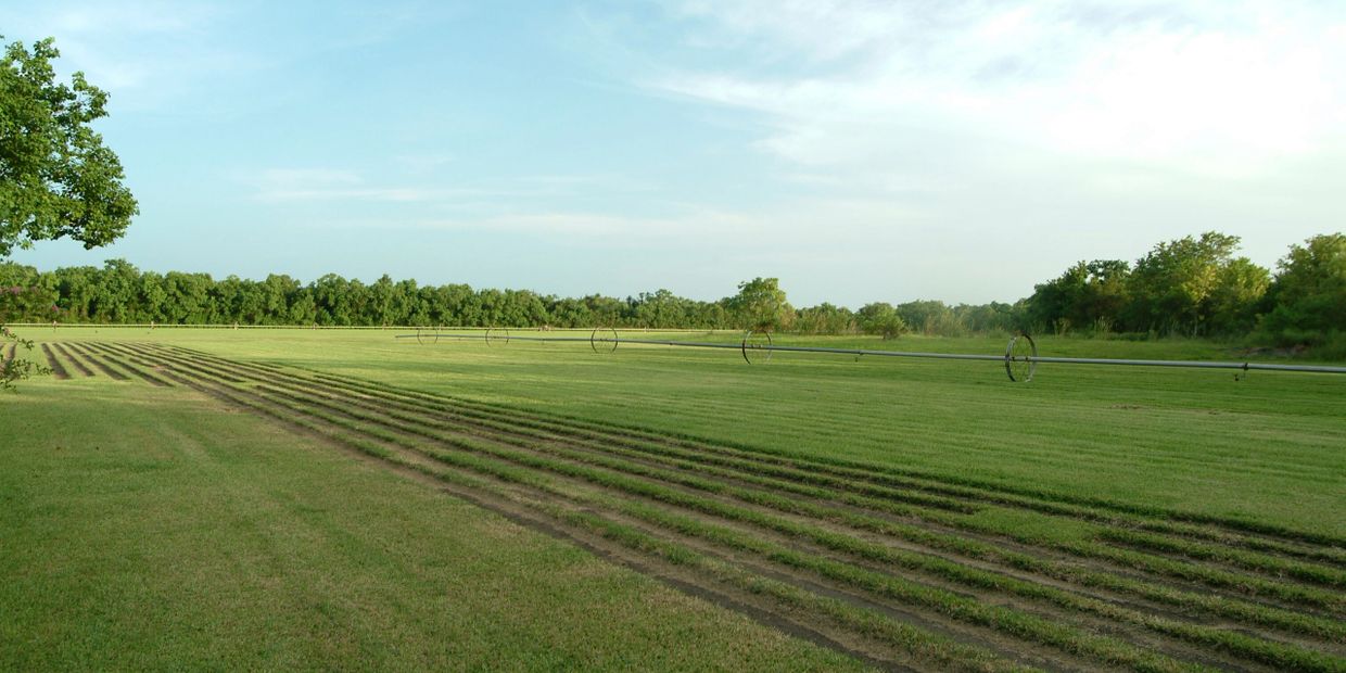 grass farm
