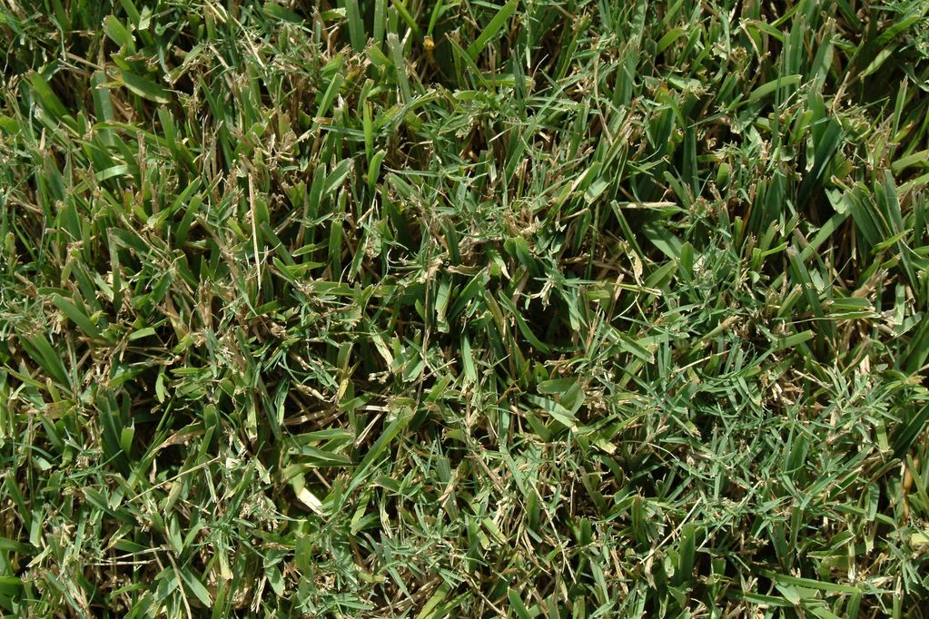 bermuda st. augustine mixed grass