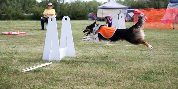 A dog in an orange vest jumps over an obstacle in an outdoor agility competition.