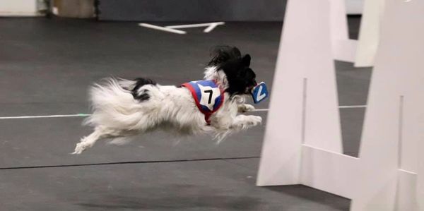 Small dog in mid-air during an agility competition, holding a numbered marker.