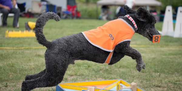 A black dog in an orange vest jumps with a block in its mouth.