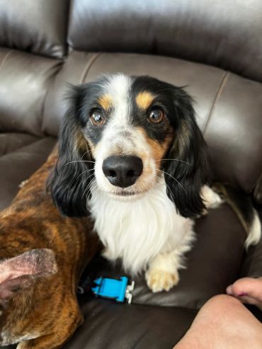 Cute black, white, and brown dog sitting on a brown leather couch.
