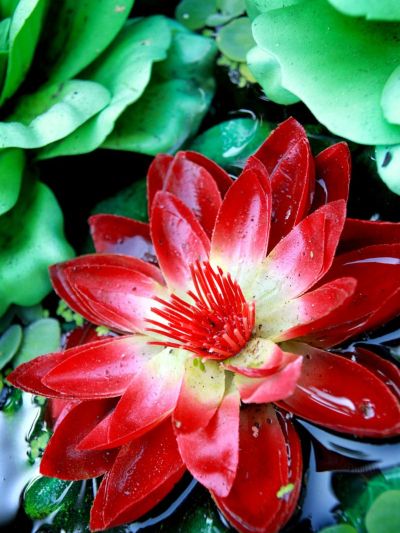 Bright red water lily surrounded by green lily pads.