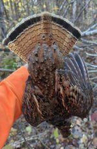 Grouse hunting the Northwoods.