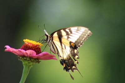 butterfly resting on a pink zinnia, photo by Christine Bhe, Tai Chi for Health instructor