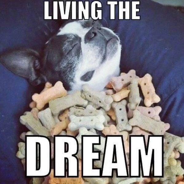 Dog dreaming about being covered in all of the homemade dog biscuits.. He's Living the Dream