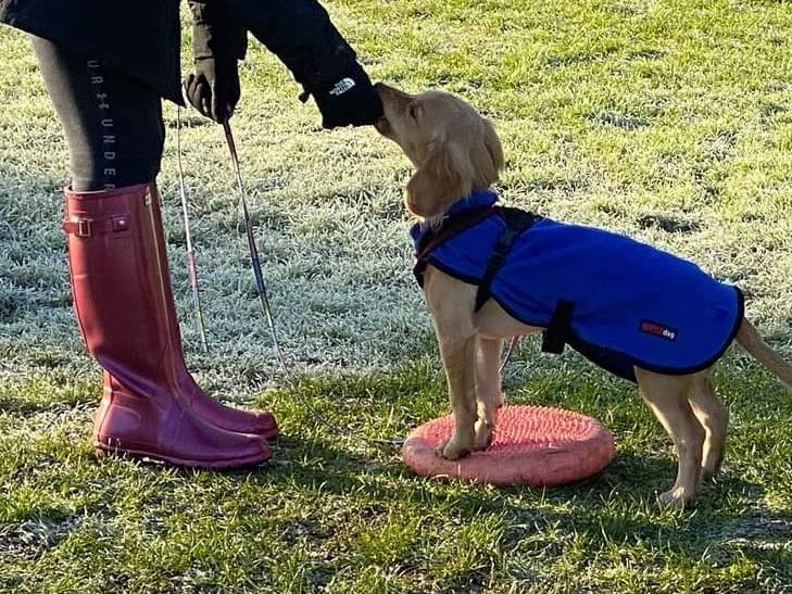 Yellow cocker spaniel with two front paws on a circular pad during training