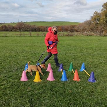 Woman in red coat with terrier dog walking over cavaletti on lead