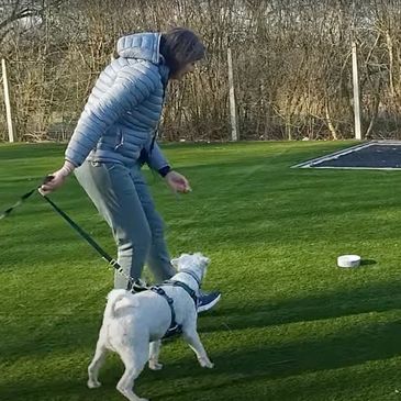 Lady with white schnauzer on lead, restraining him whilst throwing a treat into a bowl