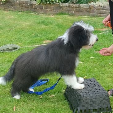 Black and white bearded collie puppy with front paws up on a step during training.