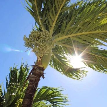 Sunlight shines through the leaves of a tall palm tree on a bright day.