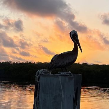 Pelican perched on a post at sunset with colorful sky reflection.