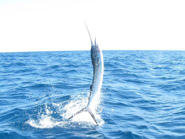 A sailfish jumps out of the ocean water, creating splashes.