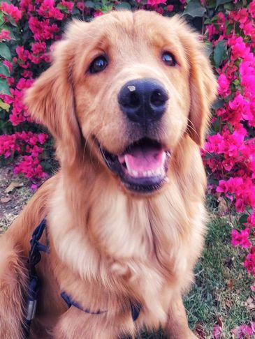Dog with flowers in background