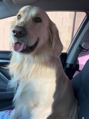 Golden Retriever sitting happily in a car seat.