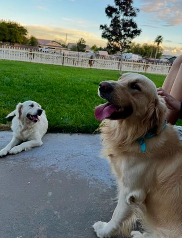 Two happy Golden Retrievers relaxing outdoors on a sunny day.