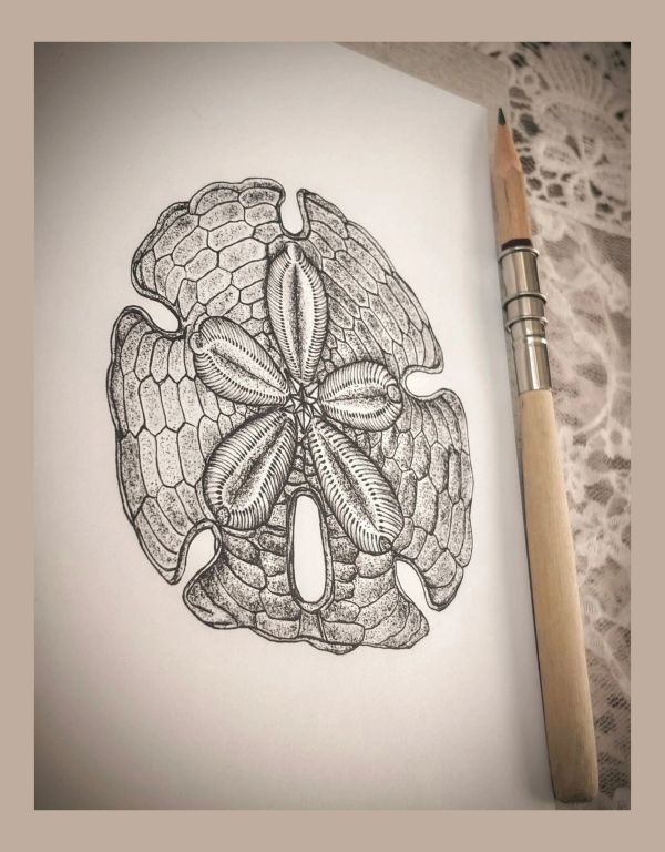 Dessin de sand dollar, graphite, étude naturaliste réaliste et dessin traditionnel, Lysa karell