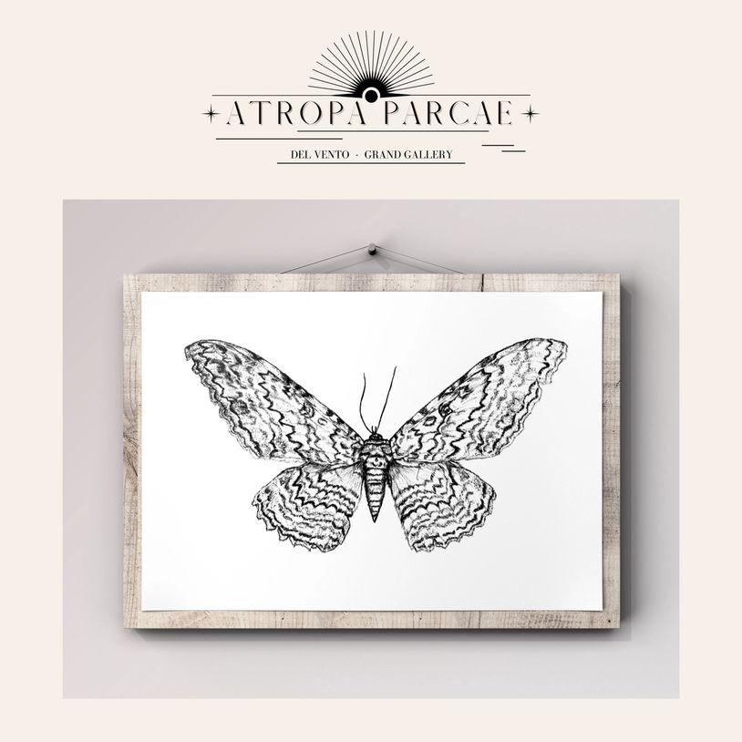 Black and white Drawing moth Lysa Karell Atropa Parcae gallery art illustrations prints Printable
