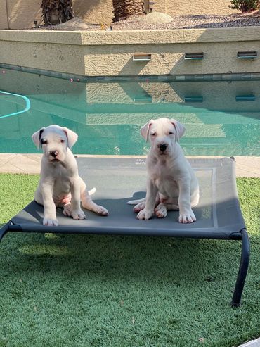 Foster pups, Patch and Lucky, 7 week old Dogo Argentino puppies. Raised the Puppy Culture way.