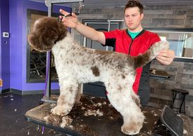 Lagotto Romagnolo "Cello"