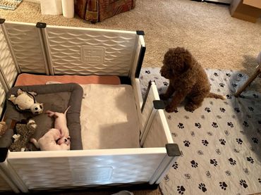 Divot the Lagotto Romagnolo watching the Dogo Argentino foster puppies sleeping in the EZ Whelp box