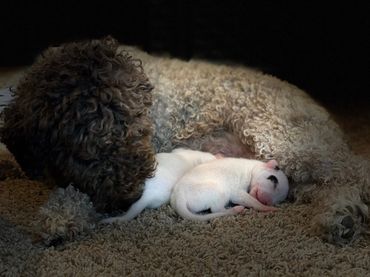 Lagotto Romagnolo foster mom, Era, with "her" 3 day old Dogo Argentino puppies