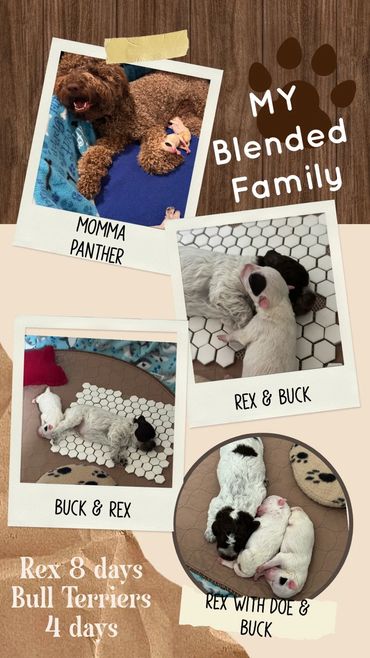 Blended family pictures of lagotto and bull terrier newborns with surrogate lagotto mom
