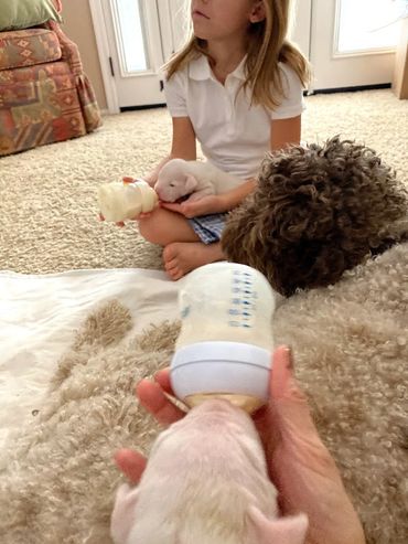 supplementing Dogo Argentino foster puppies with milk replacer