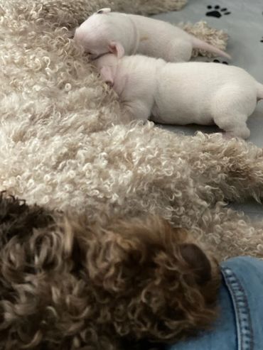 Dogo Argentino puppies nursing on their Lagotto Romagnolo foster mom