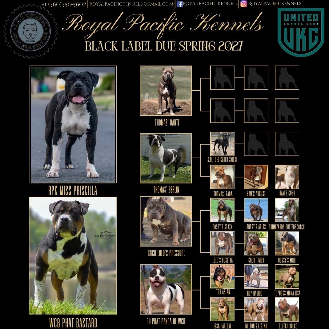 Royal Pacific Kennels Black Label dog lineage and breeding chart for 2027.