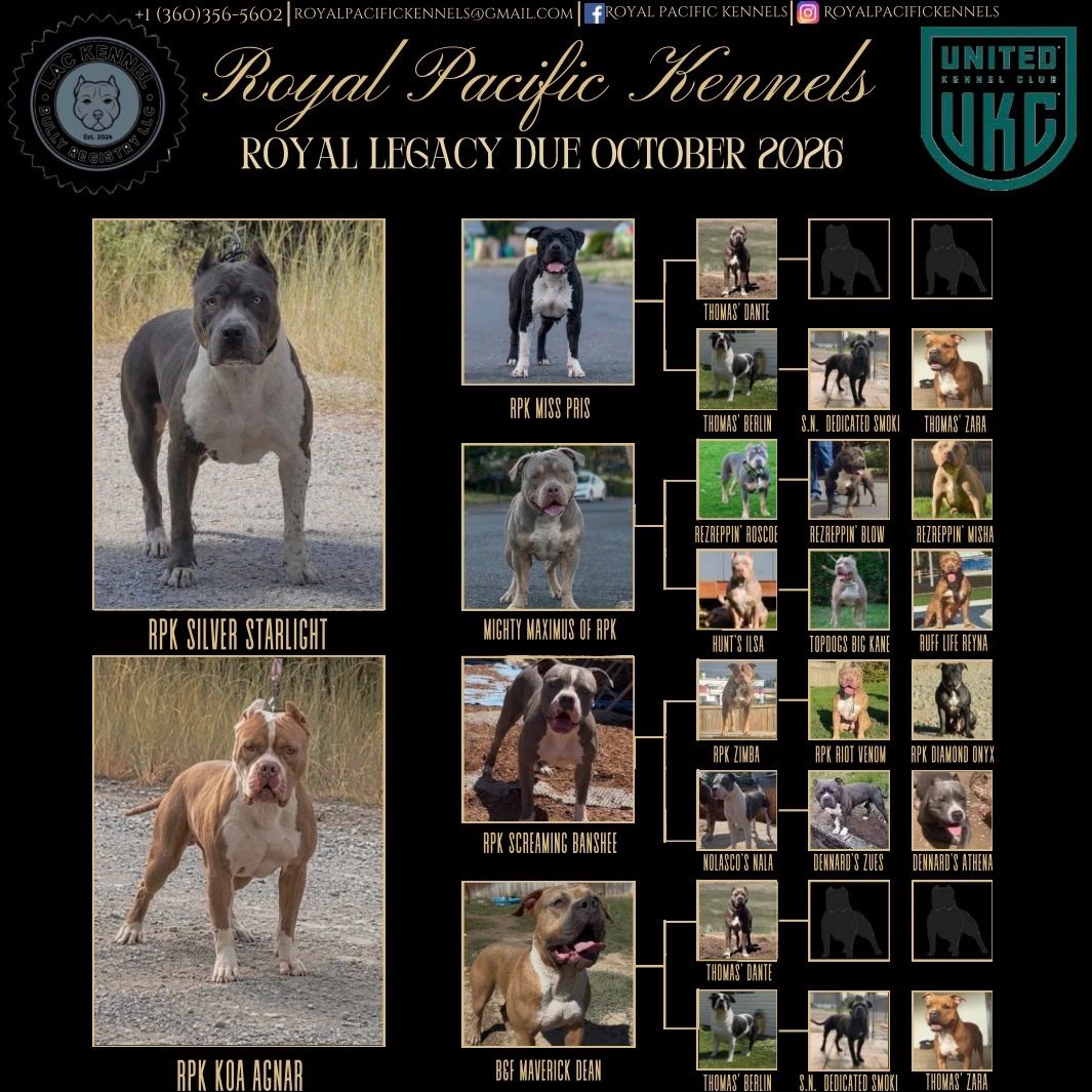 Royal Pacific Kennels Royal Legacy dog lineage and breeding chart for 2026.
