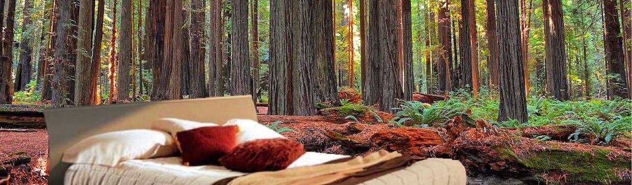 Sleep in the Redwoods with low or no EMF