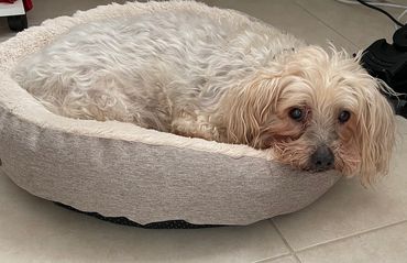 Barkley sleeping in our backup dog bed.