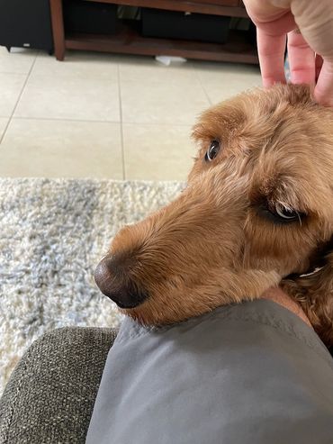 Pluto loving his head being scratched.