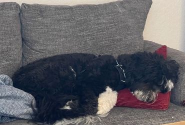 Luna trying to take a nap like a human on the couch.