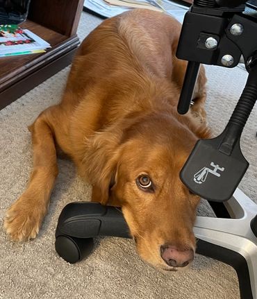 Lola keeping me company in my office.