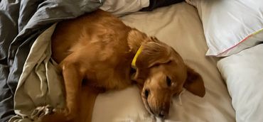 Lola sleeping in bed with us