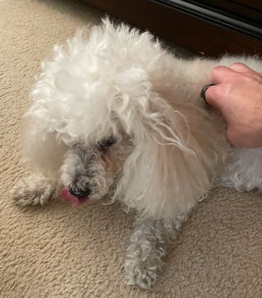 Ben just enjoying a good petting session.