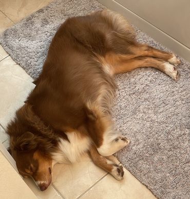 Jake taking a nap in the bathroom
