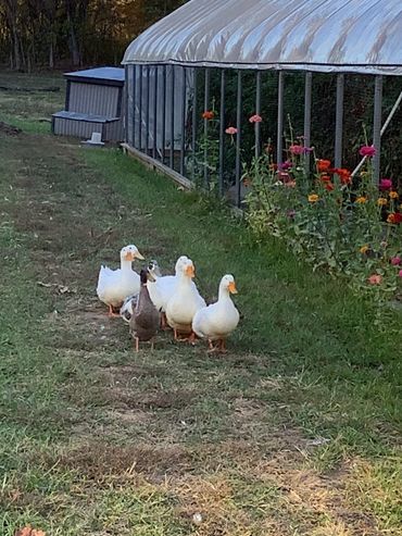 Ducks eyeing my zinnias