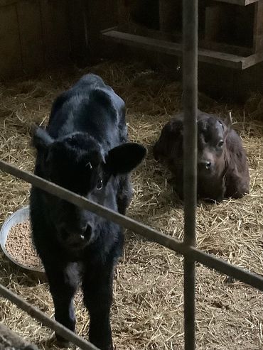 Horton hears a Moo & Theodore, besties