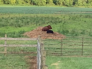 Charo & Teddy found a cozy? spot with a view!